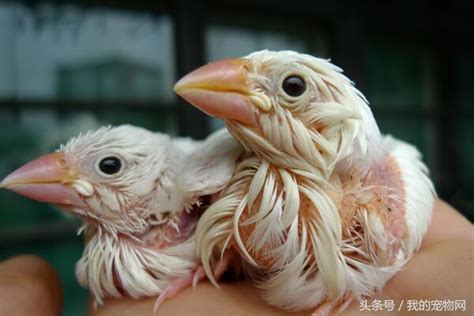 適合養在家裡的鳥|12 種最友善的寵物鳥類：初學者的最佳夥伴！